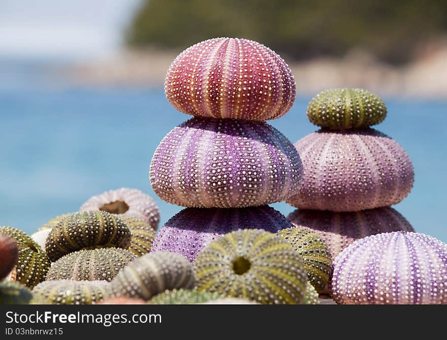 Big Shell on wet sand. Some more shells in background