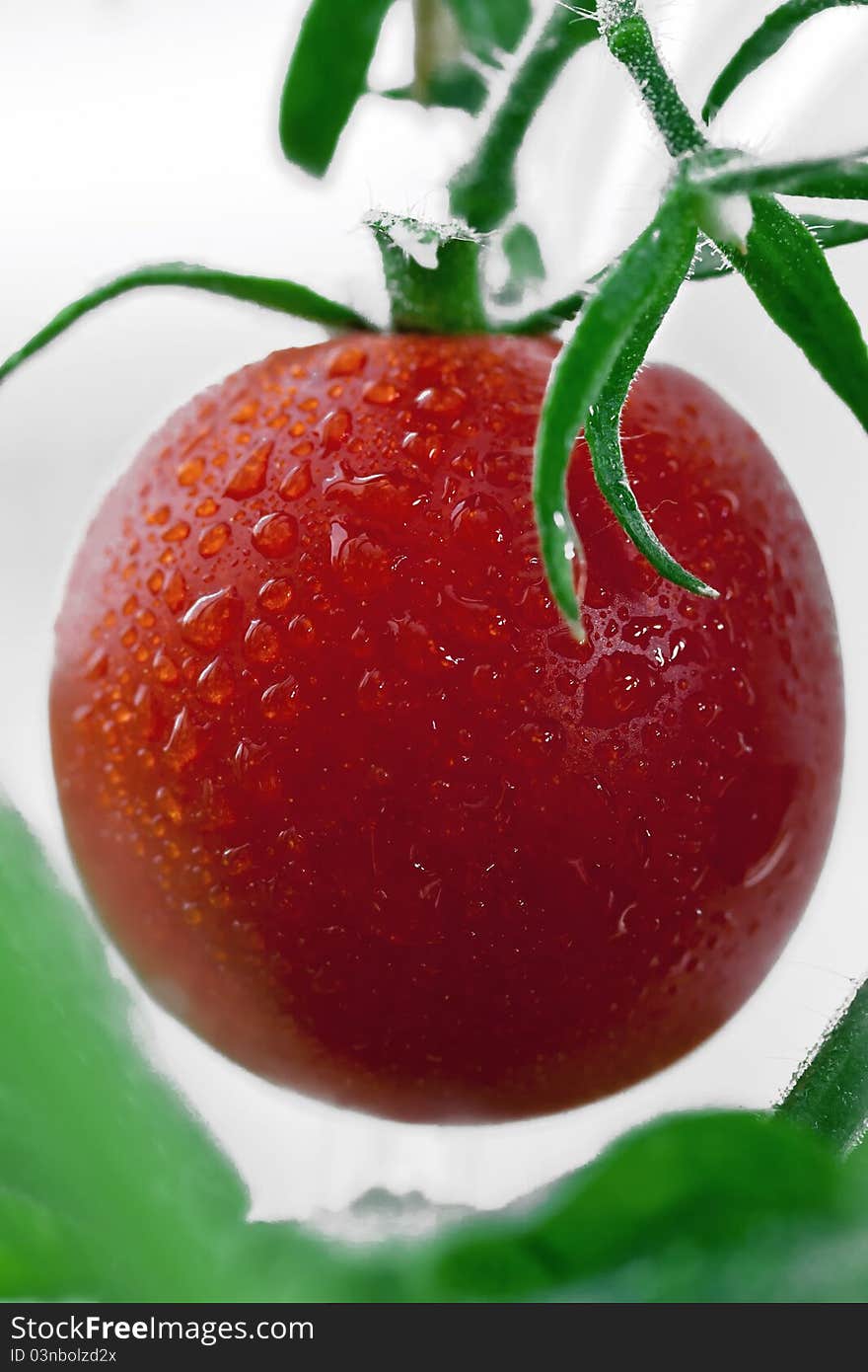 Fresh and juicy tomato with water drops on it