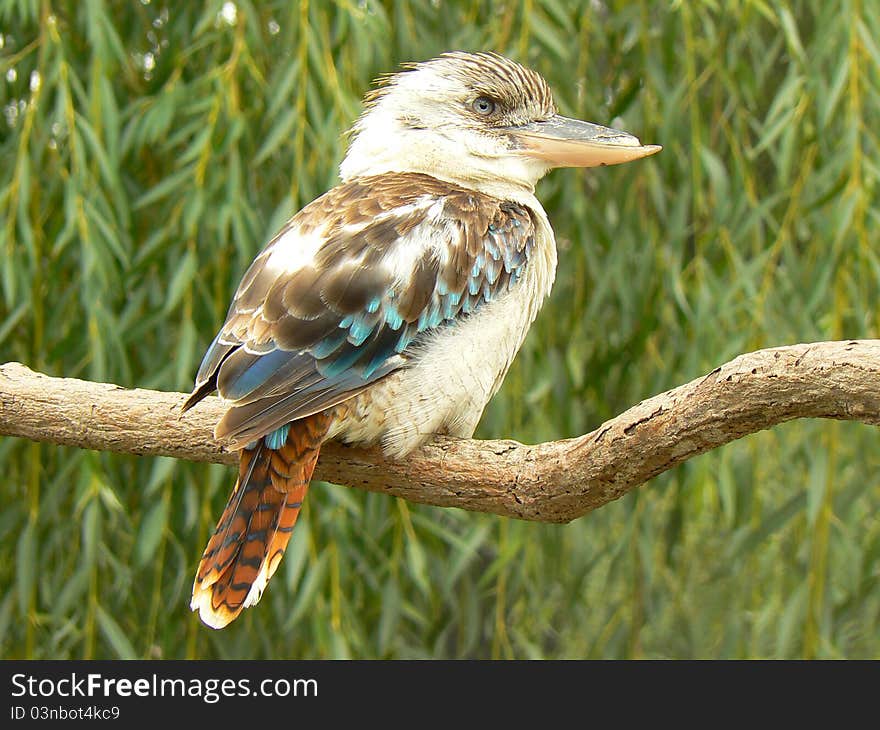 Blue-winged kookaburra Dacelo leachii