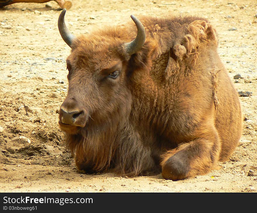 Young Bison (Bison bonasus) resting and looking at you