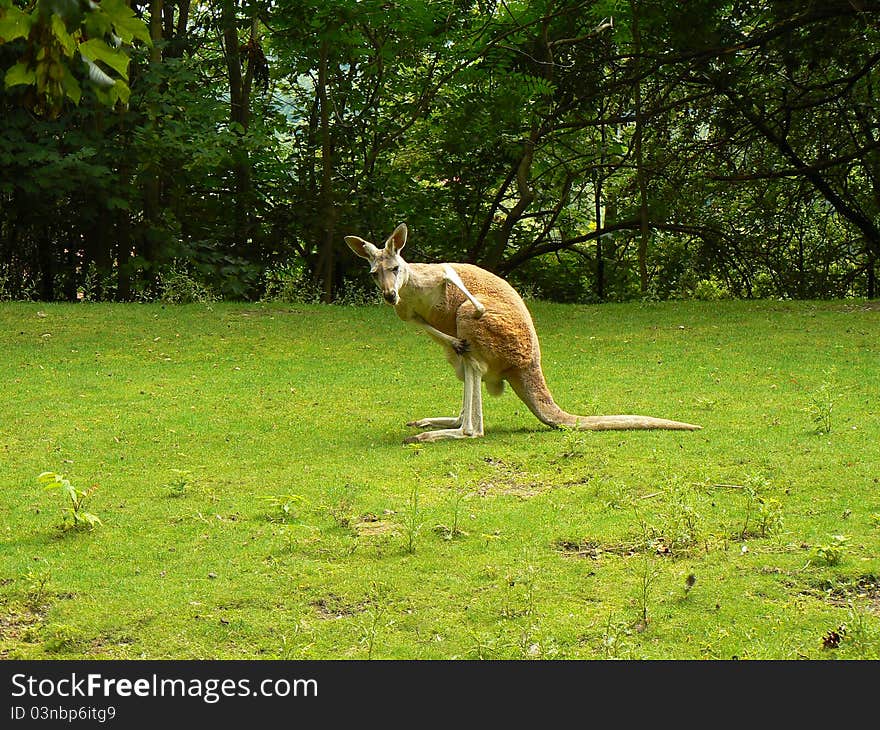 Red Kangaroo (Macropus rufus) looking at you on the grass