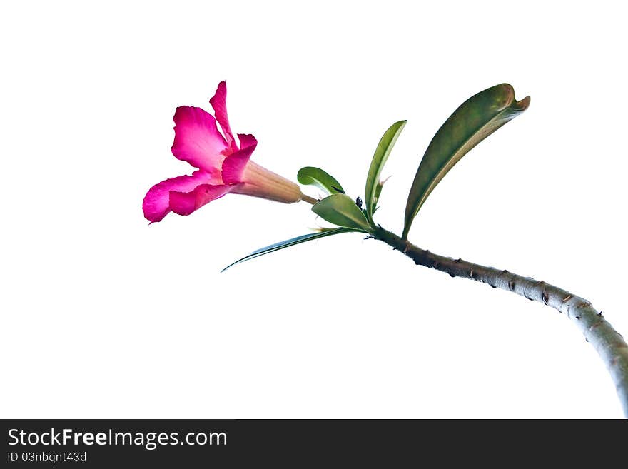 Pink impala lily isolate on white background