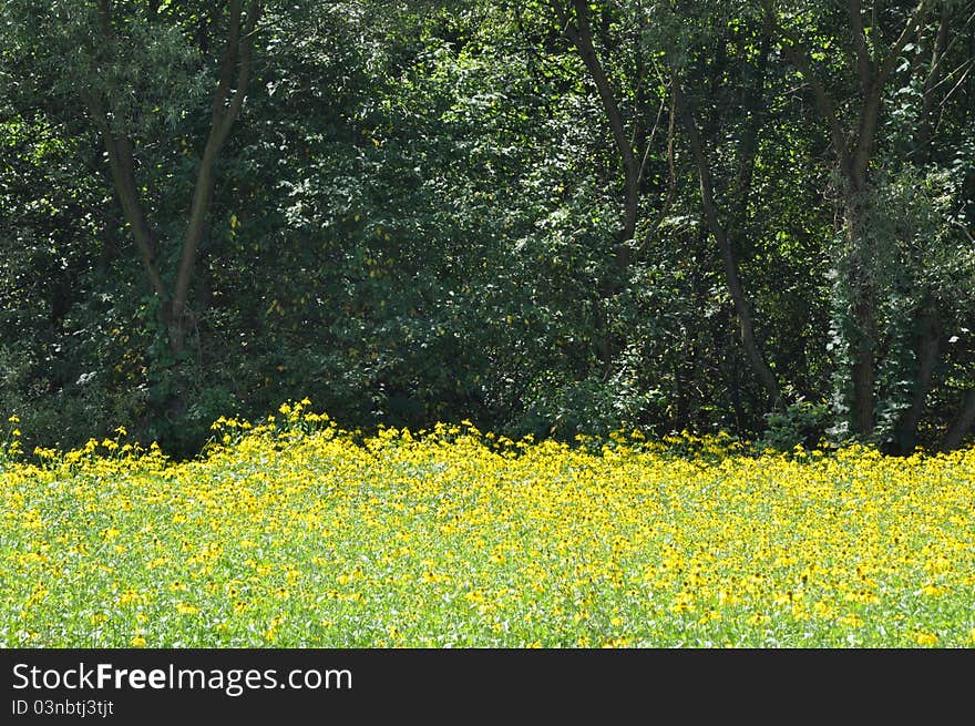 Yellow meadow at the edge of the forest