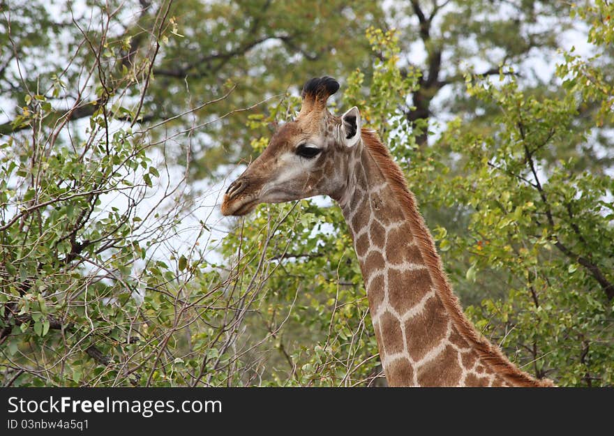 Giraffe (Giraffa camelopardalis) in Kruger National Park, South Africa