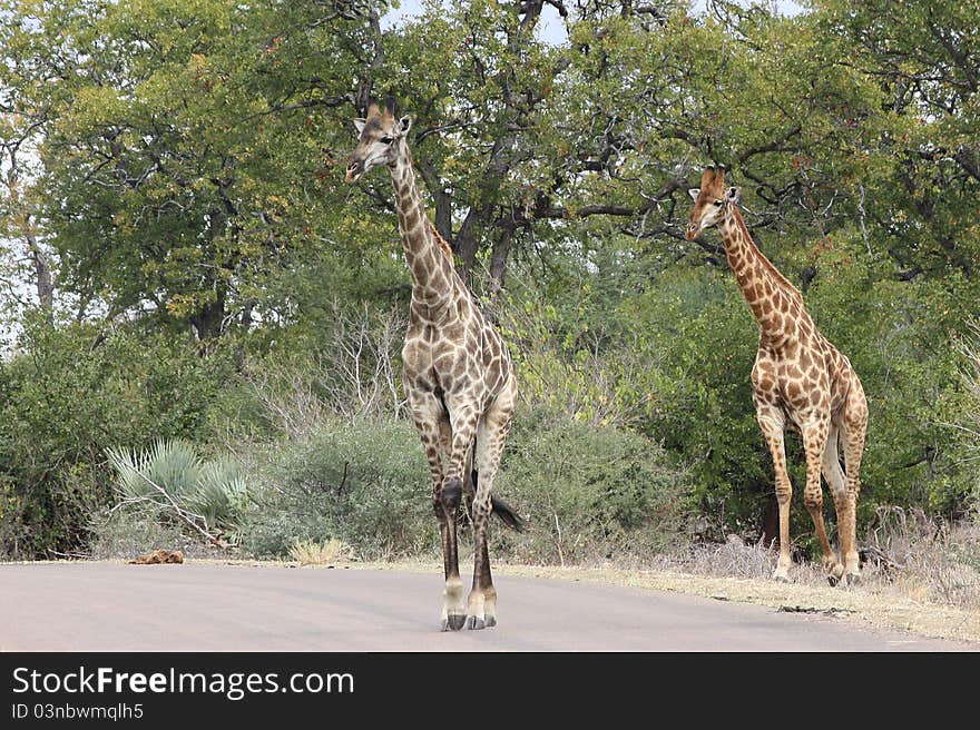 Giraffes (Giraffa camelopardalis) in Kruger National Park, South Africa