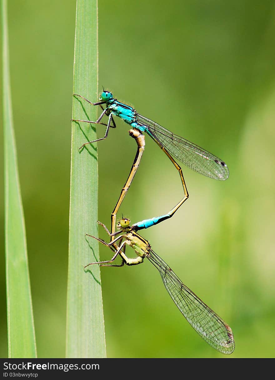 Dragonflies