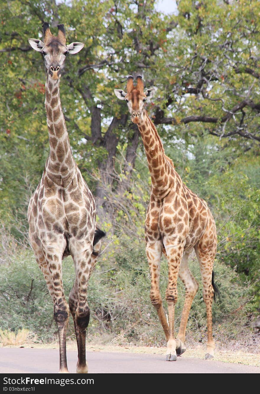 Giraffes (Giraffa camelopardalis) in Kruger National Park, South Africa