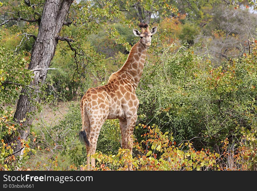 Giraffe (Giraffa camelopardalis) in Kruger National Park, South Africa