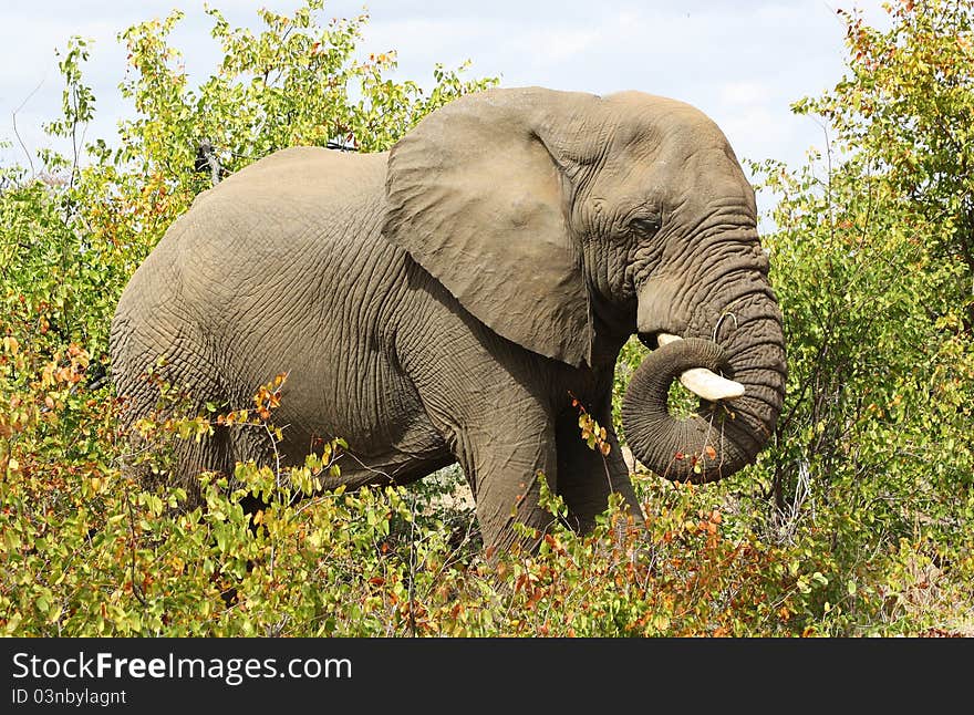 African elephant in Kruger National Park, South Africa