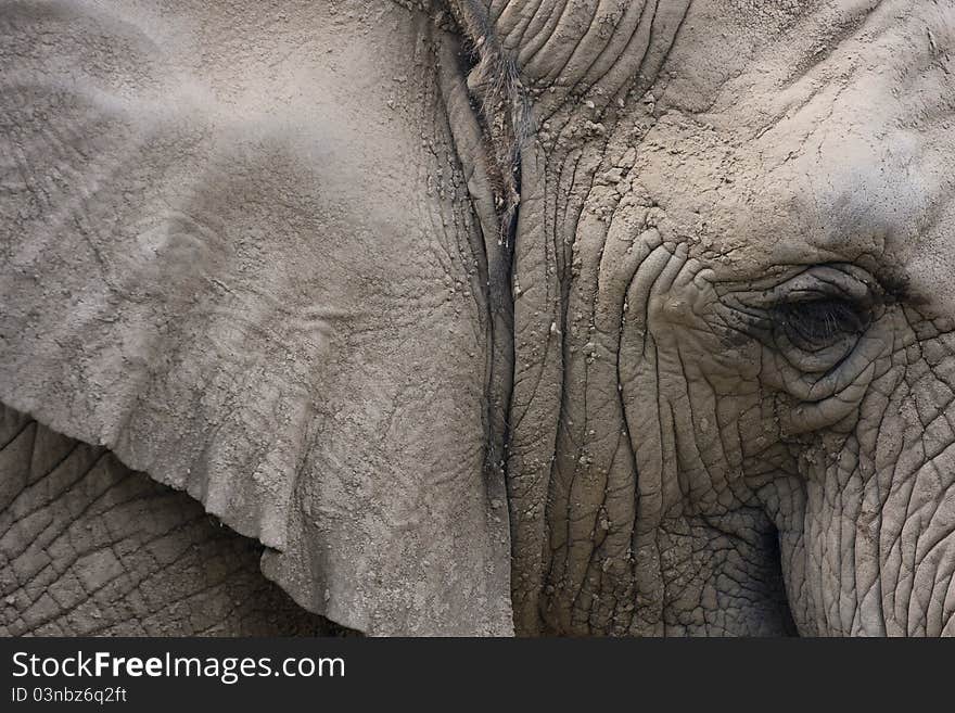 Elephant eat and eye closeup. Elephant eat and eye closeup