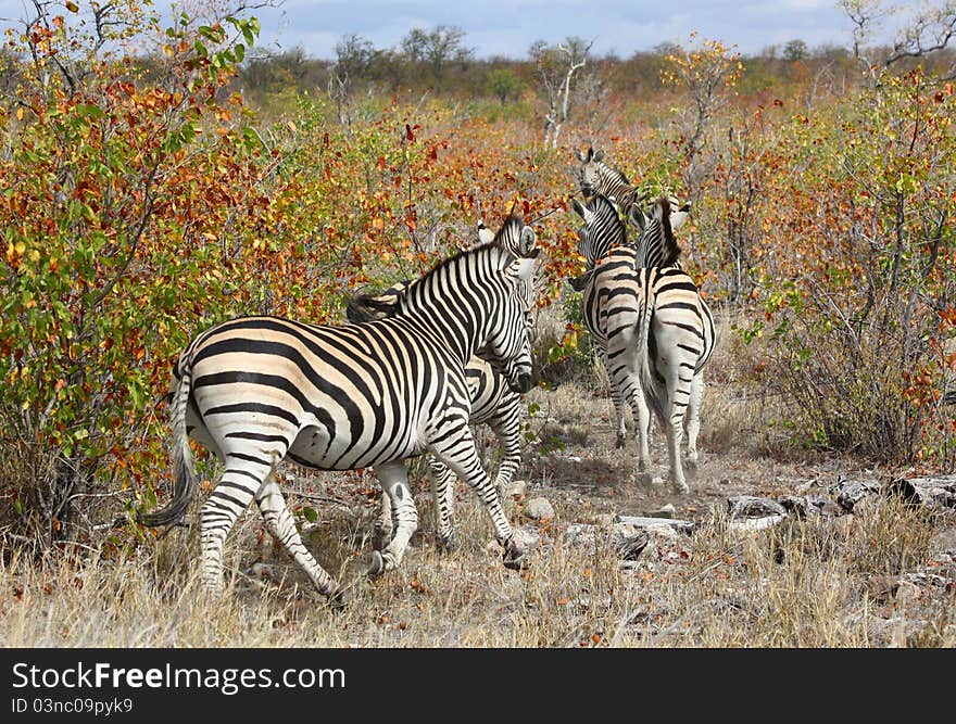 Zebras in Kruger National Park, South Africa