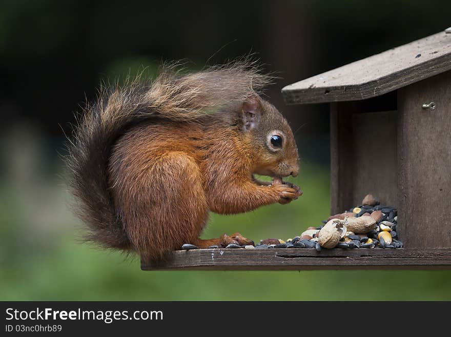 Red Squirrel (Sciurus vulgaris) feeding. Red Squirrel (Sciurus vulgaris) feeding