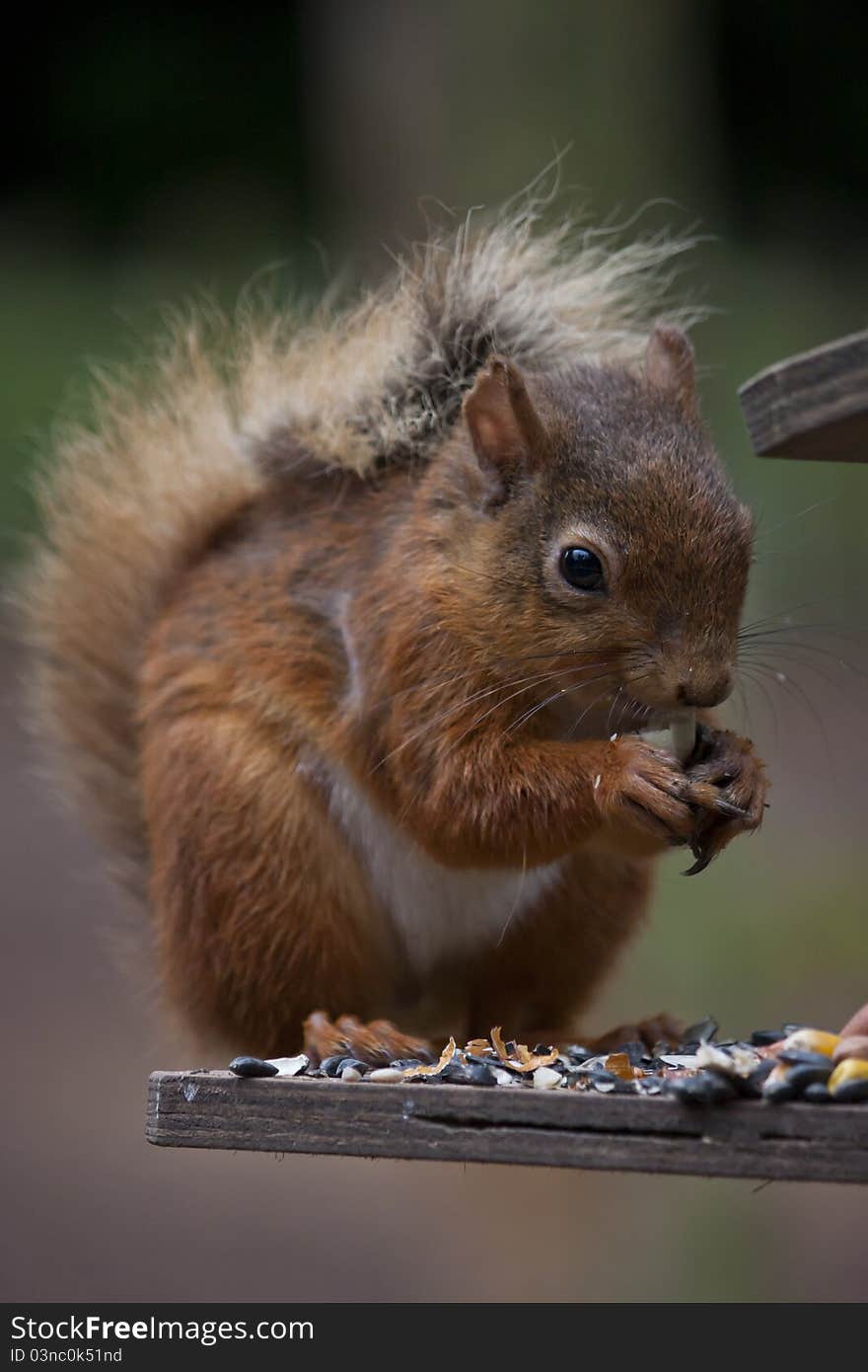 Squirrel portrait