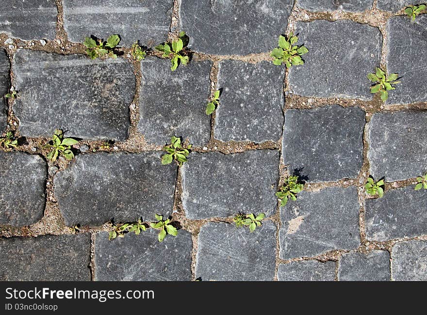 Floor tile with a small grass