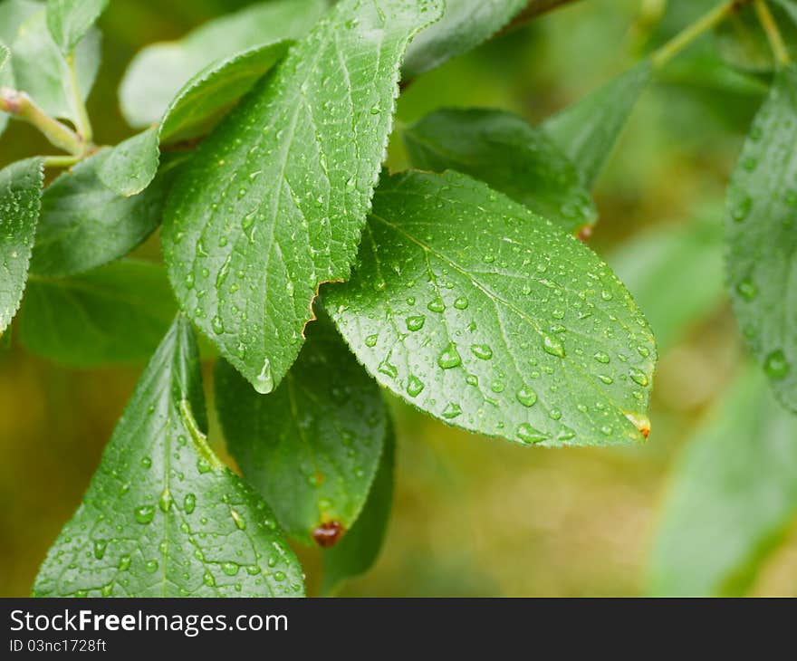 Plum tree leafs on a sunny day. The picture was taken after it rained heavily. Many of the raindrops are visible lying on the leaves. Plum tree leafs on a sunny day. The picture was taken after it rained heavily. Many of the raindrops are visible lying on the leaves.