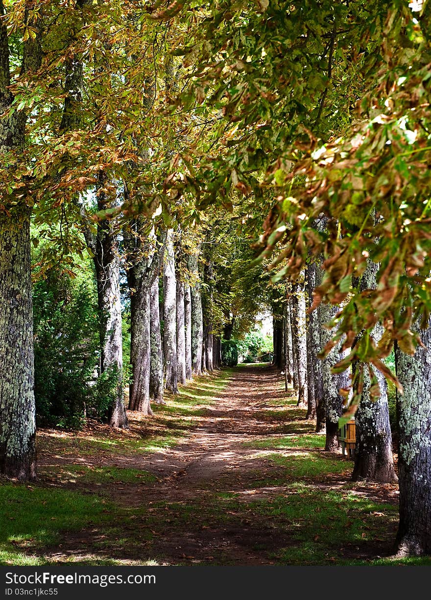 Woodland walk