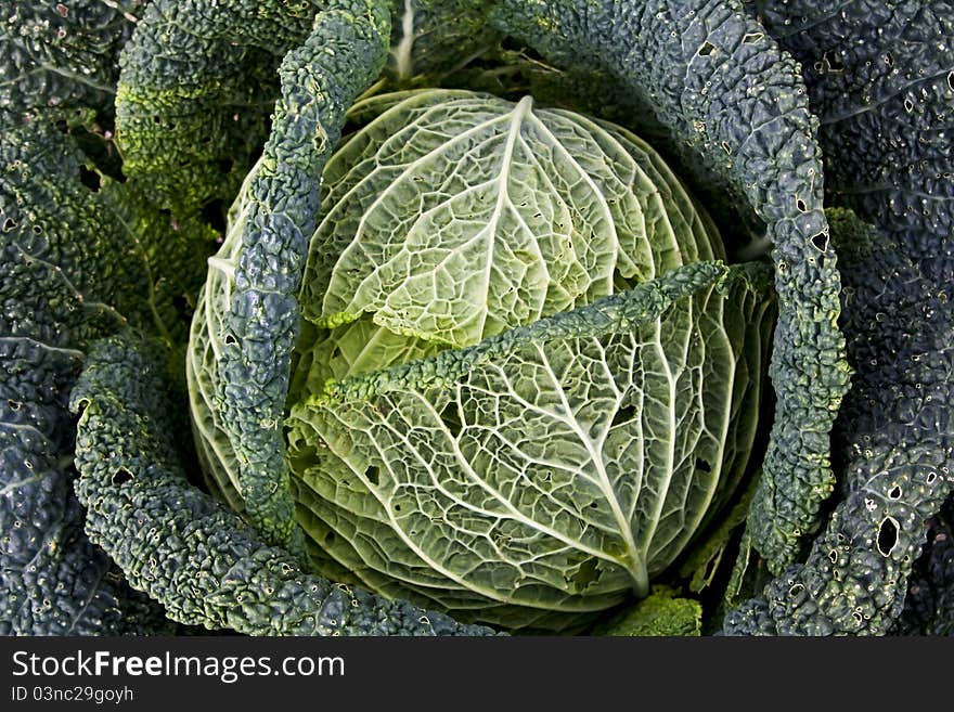 Organically grown savoy cabbage head with superficial pest damage. Organically grown savoy cabbage head with superficial pest damage