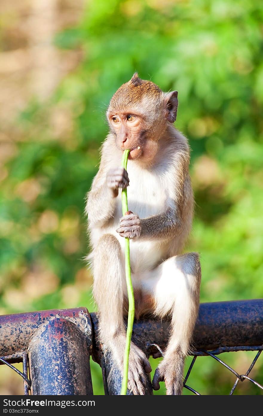 Little Monkey eating and sitting