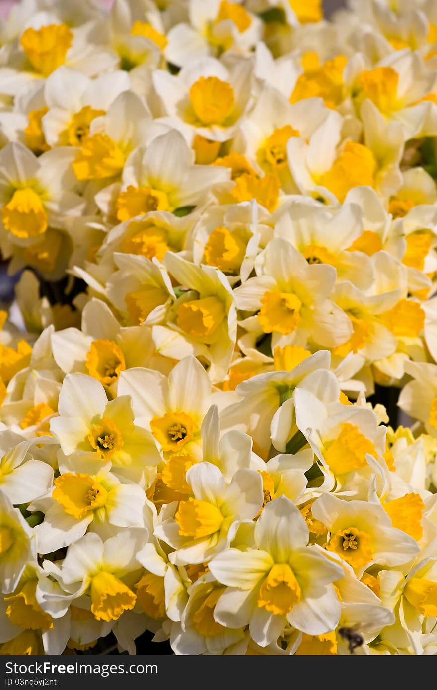 Large group of yellow daffodils. Large group of yellow daffodils