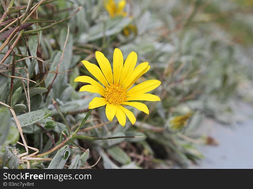 A yellow daisy lives in a bed of muted weeds. Flourishing in bizarre conditions.