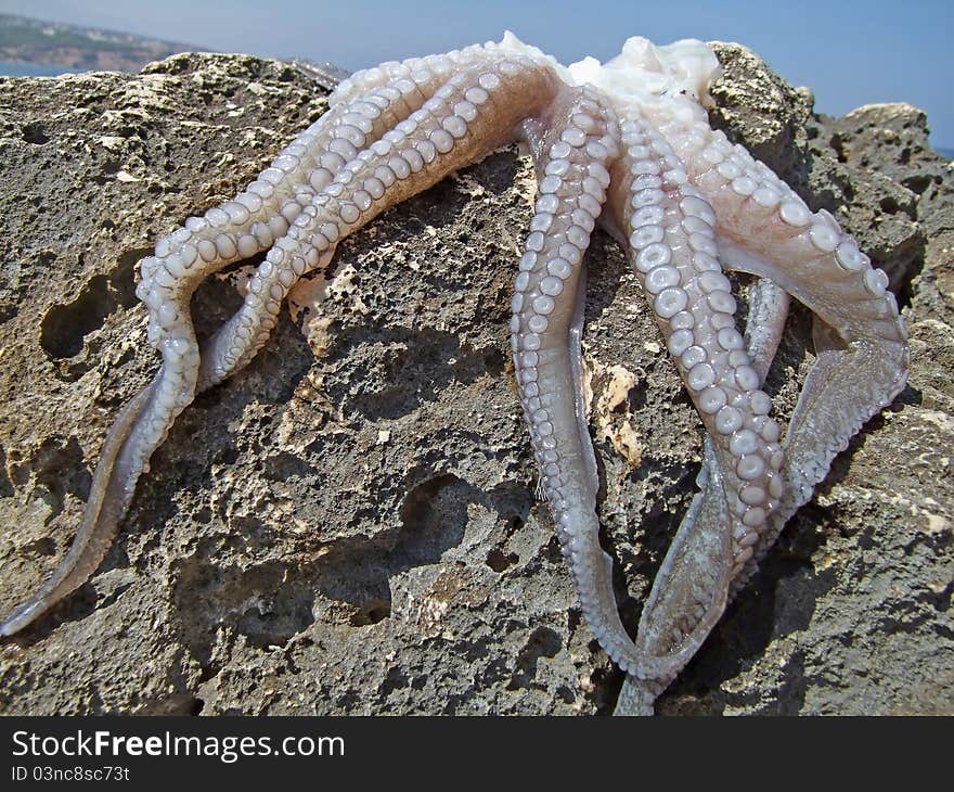 Hunted fresh octopus waiting on the rock to be cooked and served on the plate. Hunted fresh octopus waiting on the rock to be cooked and served on the plate.