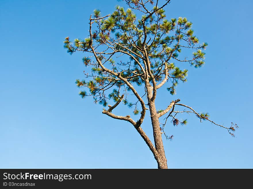 Pine tree with a bright sky. Pine tree with a bright sky.