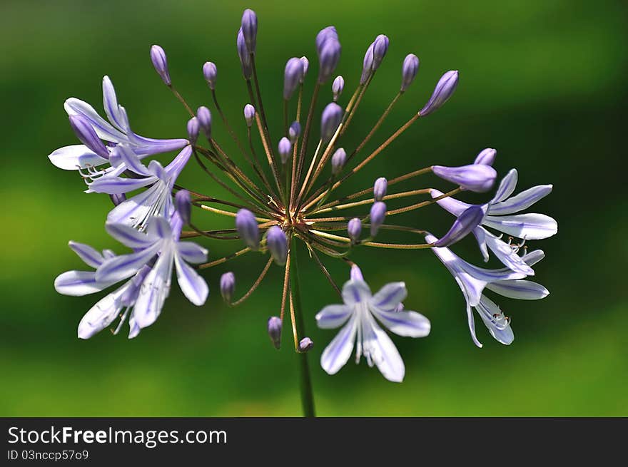 Blue flowering Agapanthus plant