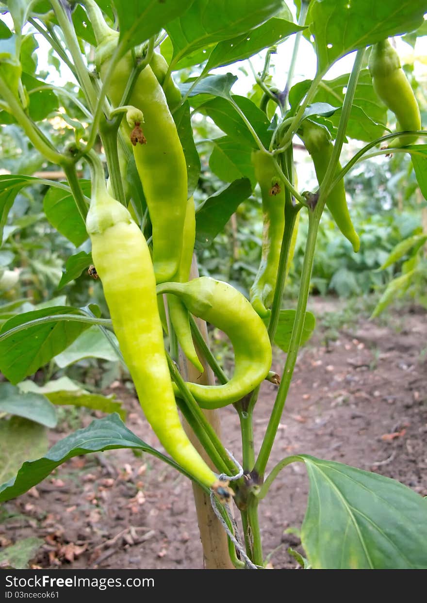 Biological homemade green unripe tomatoes. Biological homemade green unripe tomatoes