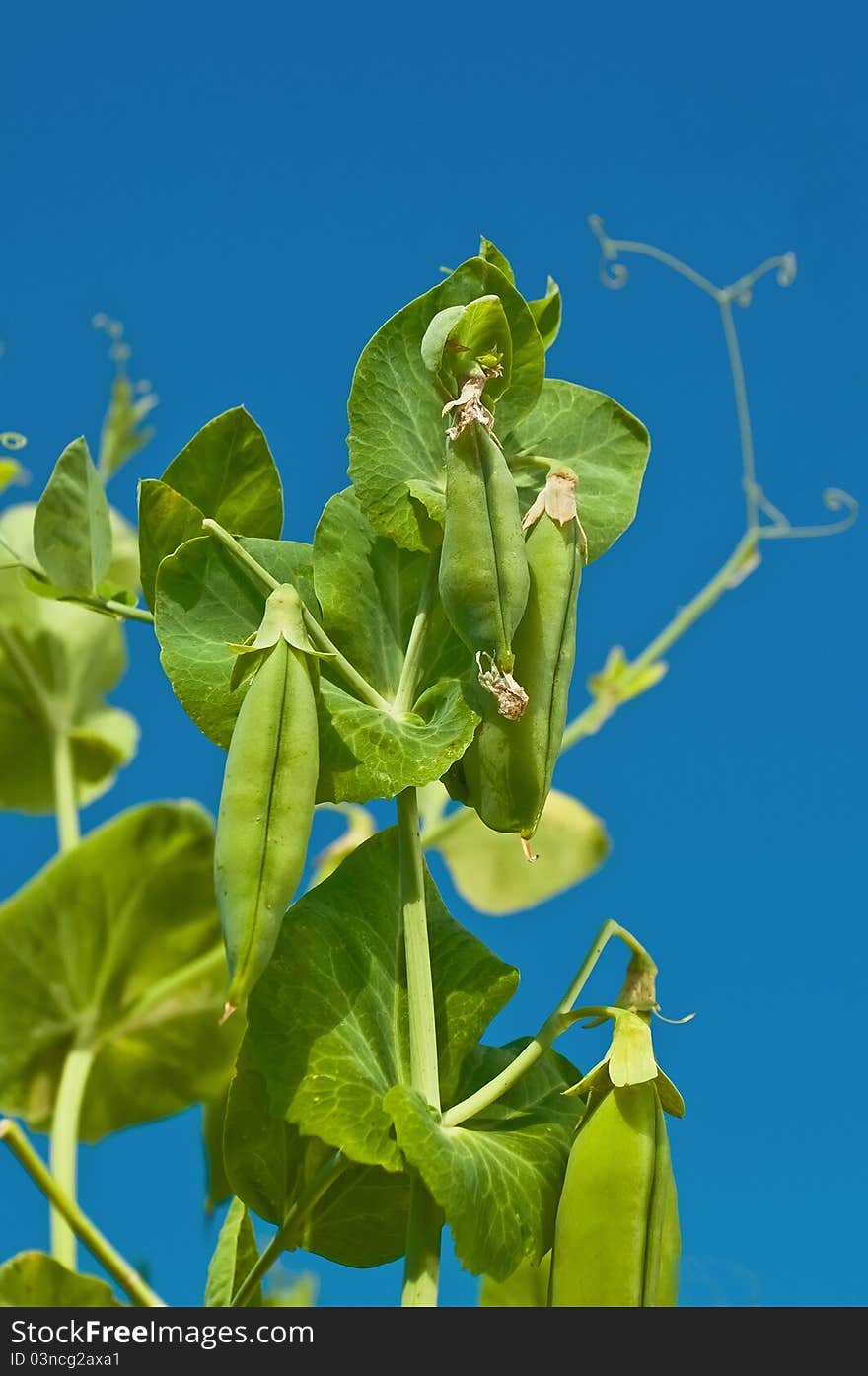 Green peas against the sky