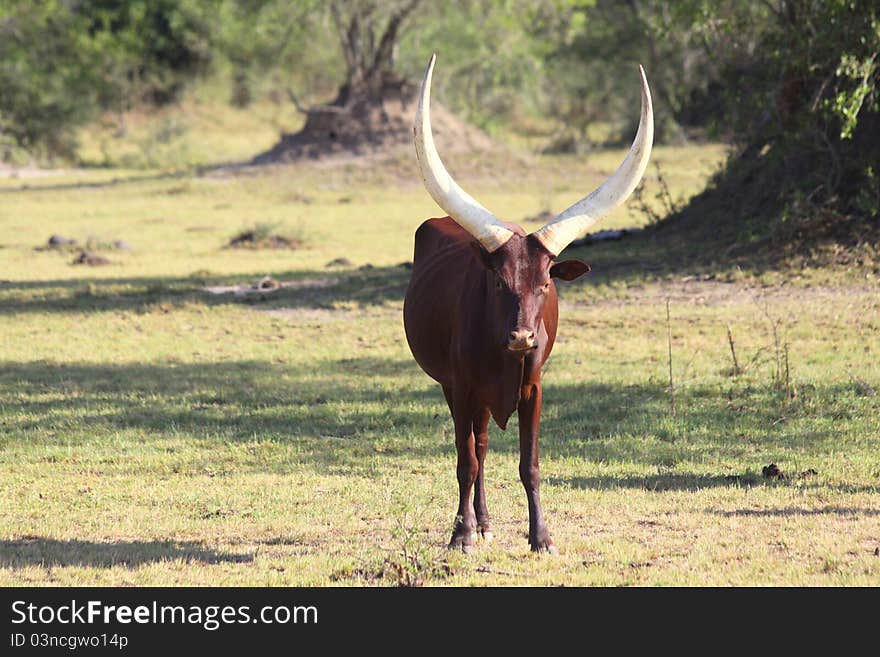 Ankole Bull