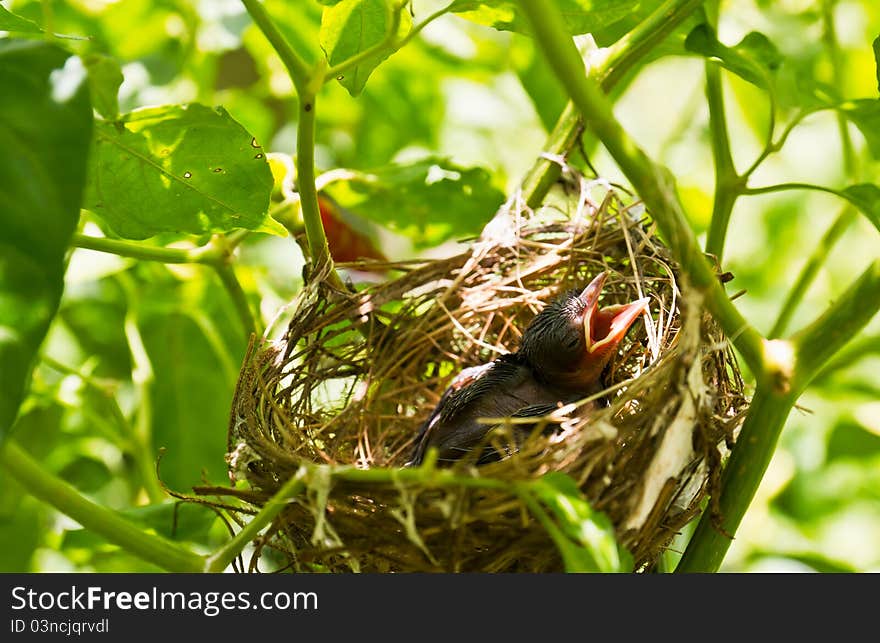 Baby Robins in a nest