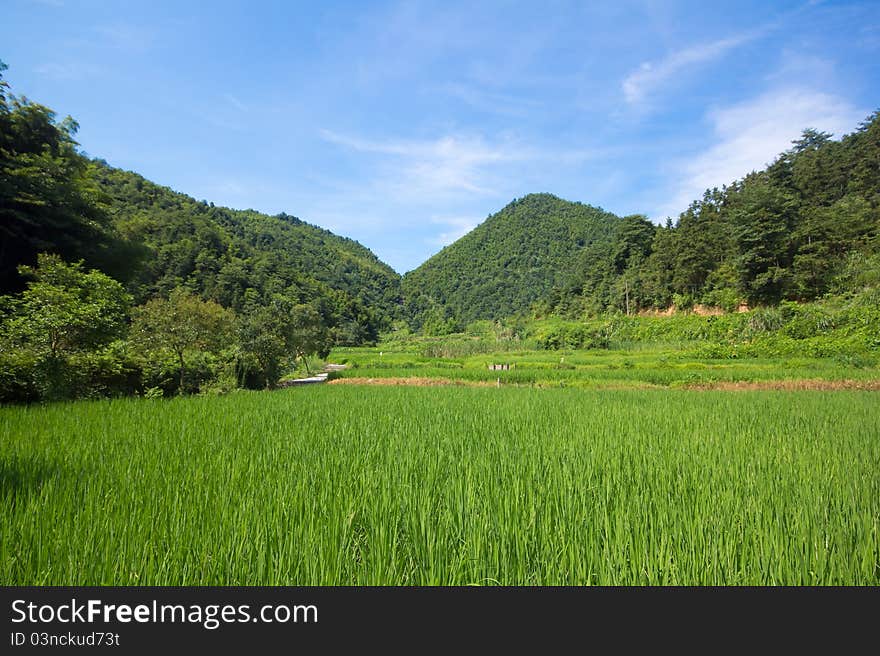 Lush green rice field with a blue sky and clouds. Lush green rice field with a blue sky and clouds