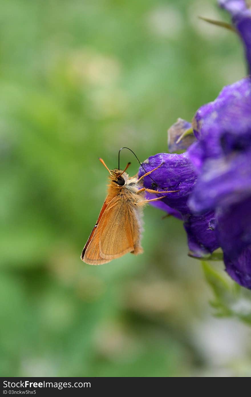 Skipper Butterfly on Delphinium