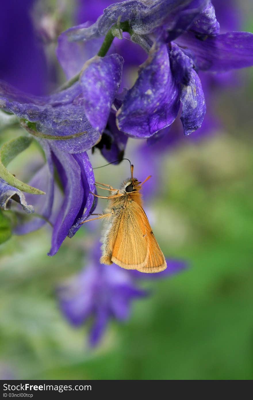 Skipper Butterfly on Delphinium