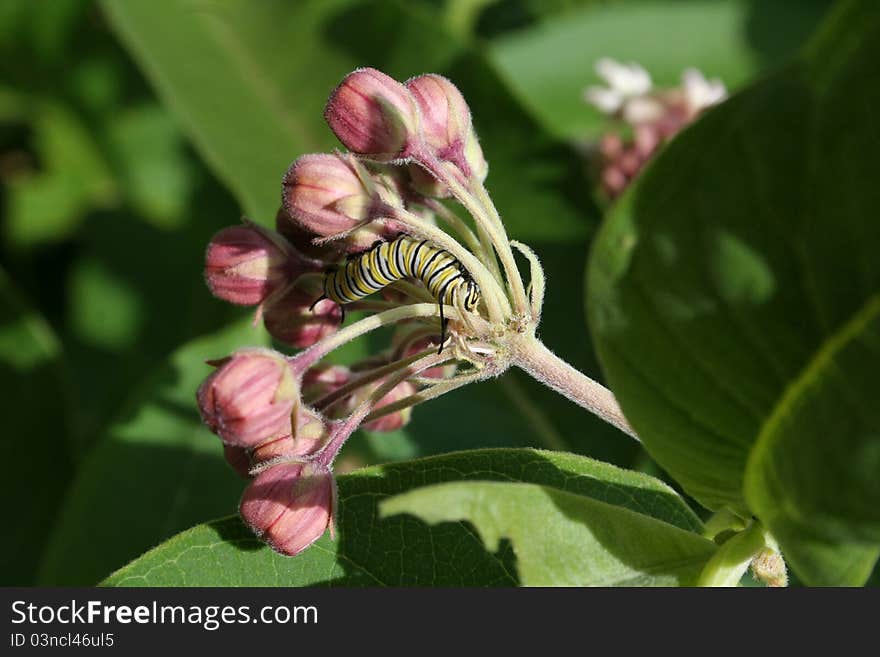 A monarch butterfly caterpillar feeding on common milkweed in a garden in Littlefork, MN. A monarch butterfly caterpillar feeding on common milkweed in a garden in Littlefork, MN.