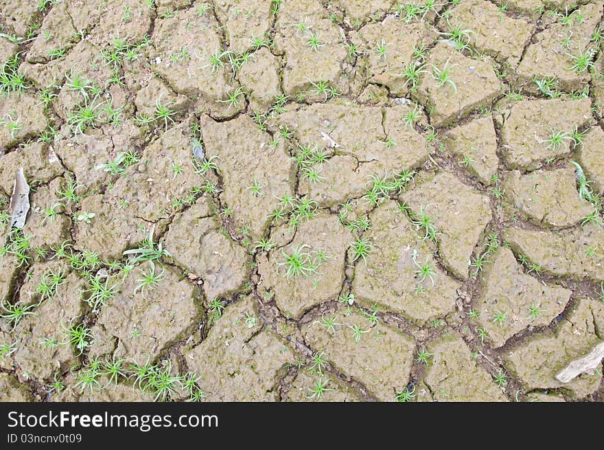 A picture of cracked soil with less plants