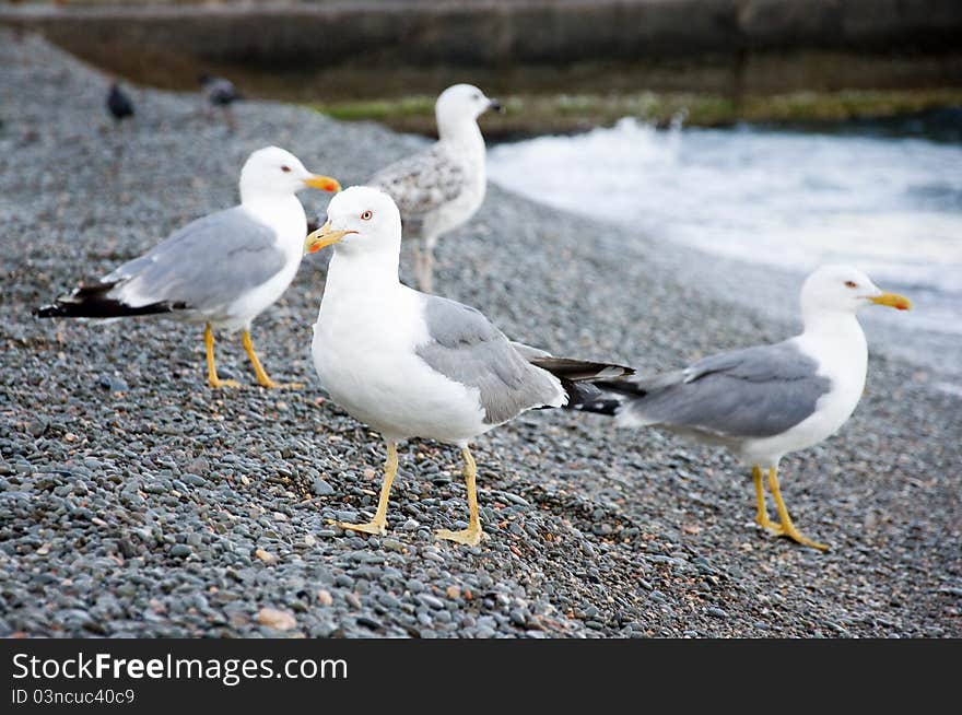 Sea gulls