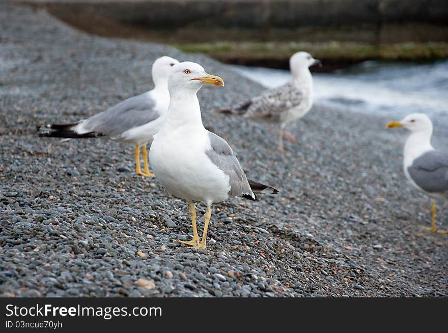 Sea Gull