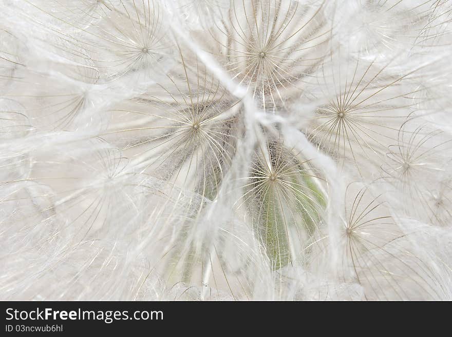 Background of a large dandelion