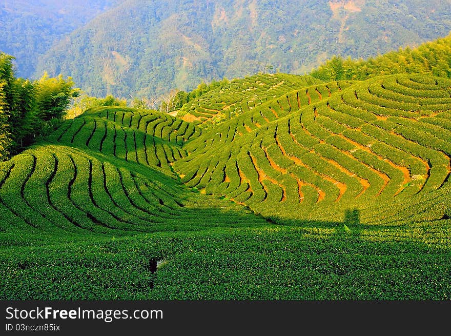 Tea plantation