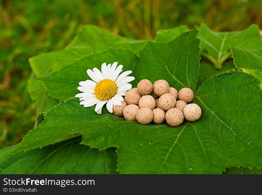 Pills with chamomile flower lying on leaf in garden. Pills with chamomile flower lying on leaf in garden