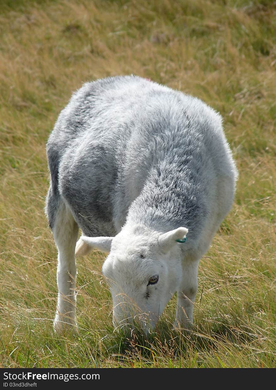 A Sheep Lake District