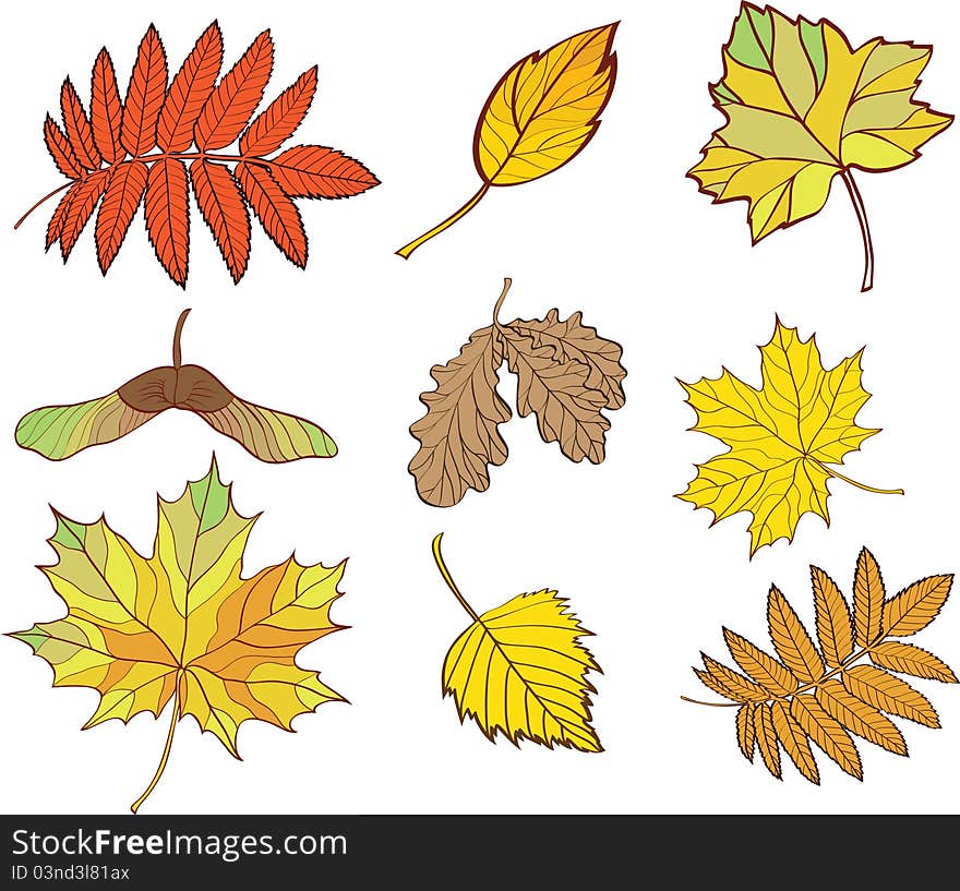 Set of leaves