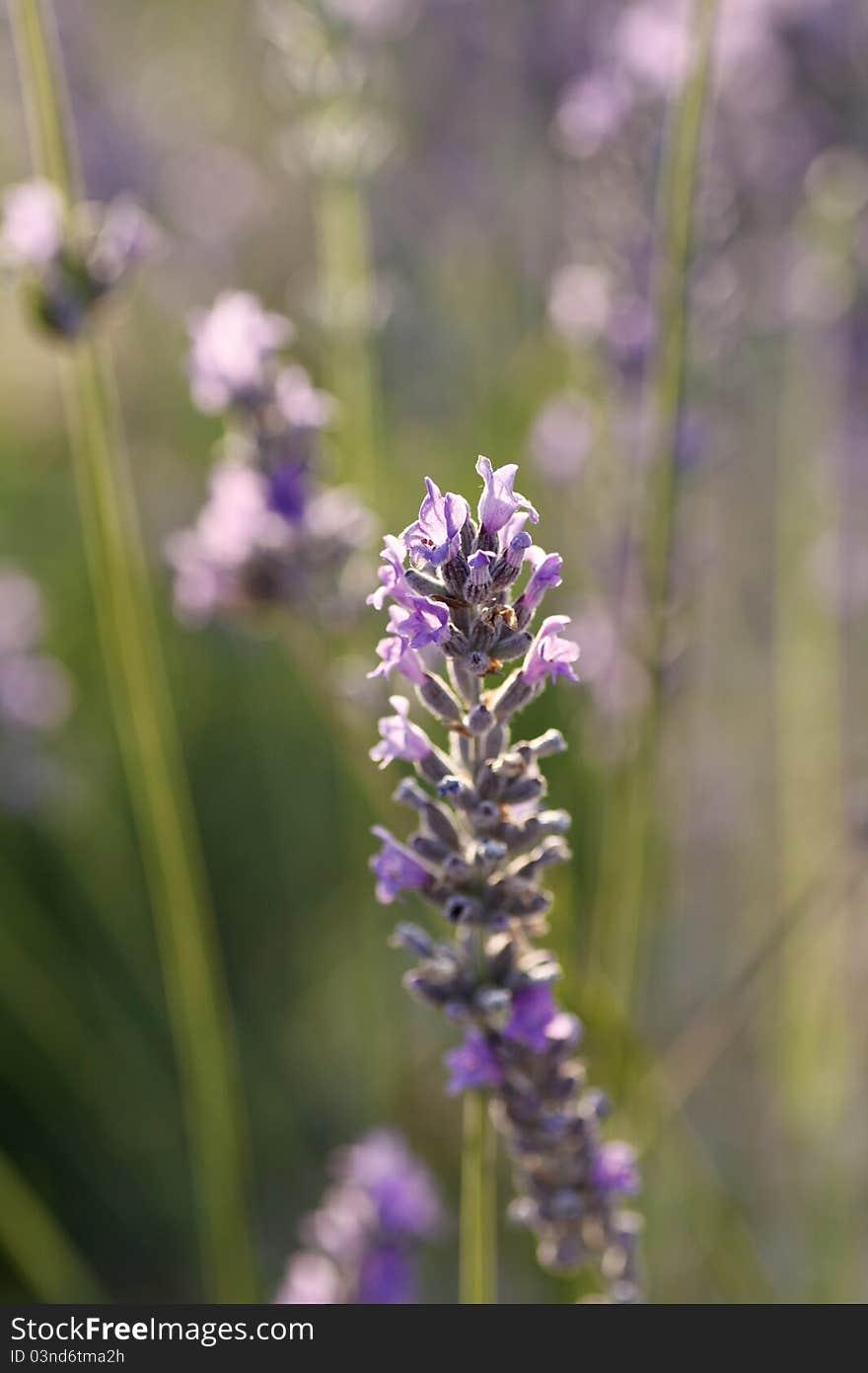 Closeup of lavanda growing on a tree.