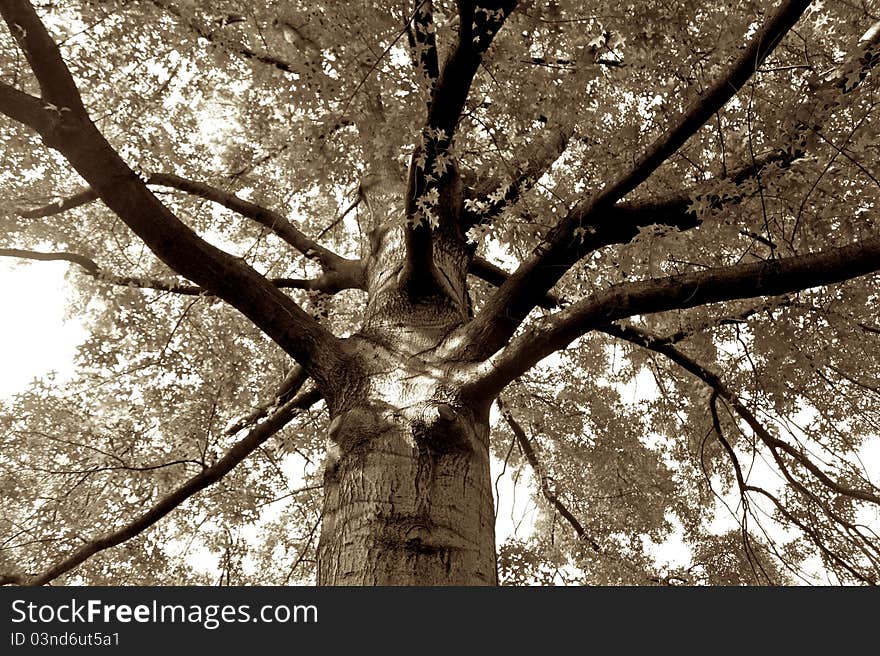 Closeup of grate tree growing up. Closeup of grate tree growing up