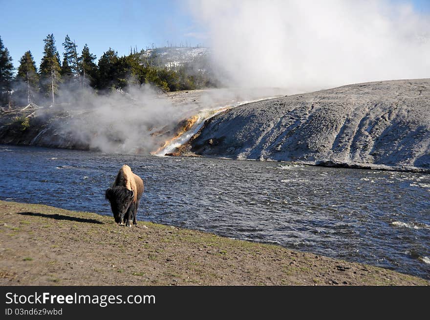 American bison near Excelsior geyser, Yellowstone