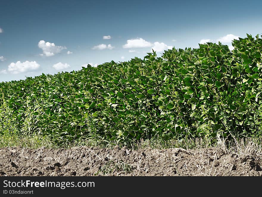 Soy field