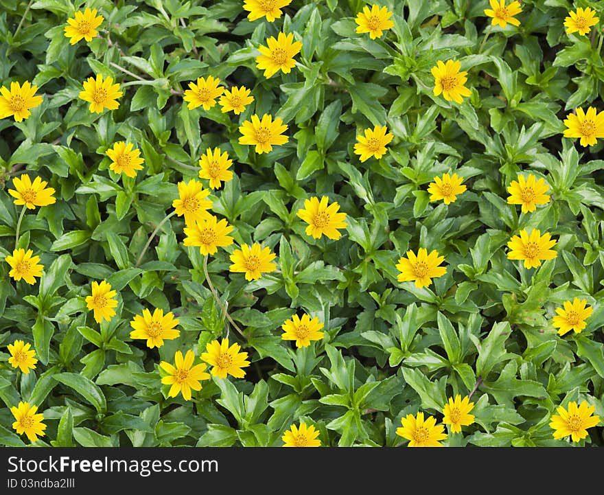 Yellow flowers in the garden. Yellow flowers in the garden