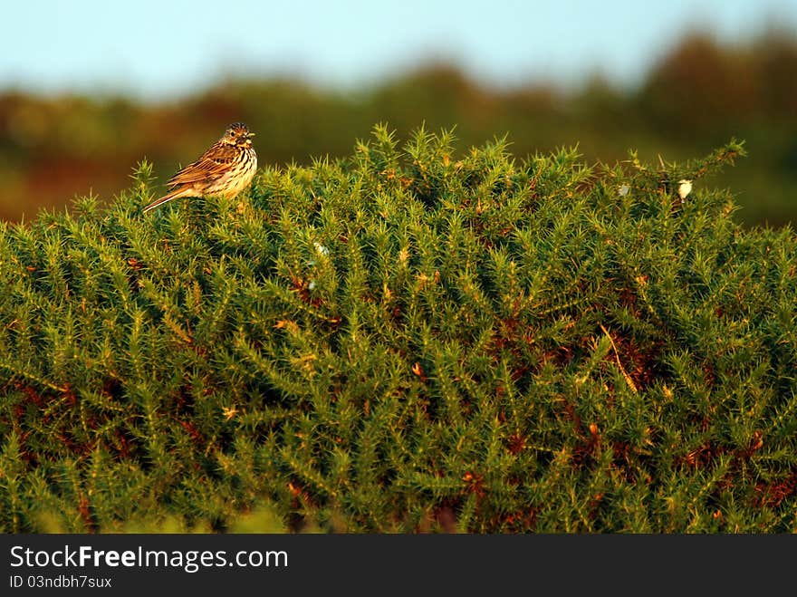 Skylark perched on moorland gorse with food supply for her nearby fledglings. Skylark perched on moorland gorse with food supply for her nearby fledglings.