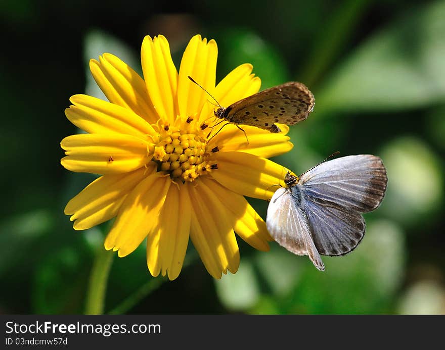 A couple of butterflies stopped on the chrysanthemum. In the sunshine the whole scene was cozy. A couple of butterflies stopped on the chrysanthemum. In the sunshine the whole scene was cozy.